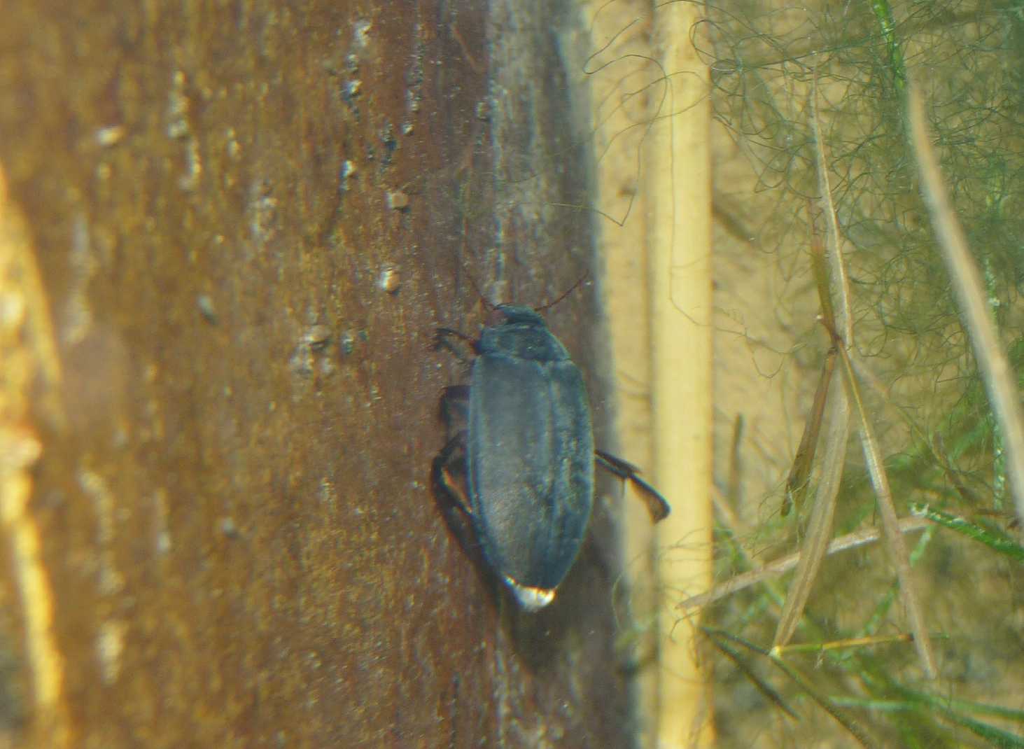 Meladema coriacea (Dytiscidae)